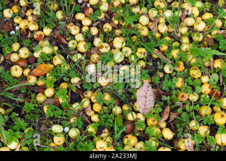 Natural background from the small yellow apples on the ground surface in autumn Stock Photo