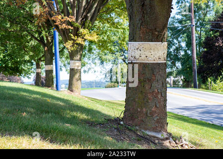 ROW OF TREES WITH STICKY TRAPS FOR SPOTTED LANTERNFLY (LYCORMA DELICATULA), PENNSYLVANIA Stock Photo