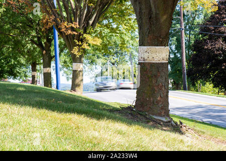 ROW OF TREES WITH STICKY TRAPS FOR SPOTTED LANTERNFLY (LYCORMA DELICATULA) WITH VEHICLES STREAKING PAST ON THE ROAD, PENNSYLVANIA Stock Photo