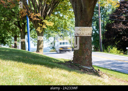 ROW OF TREES WITH STICKY TRAPS FOR SPOTTED LANTERNFLY (LYCORMA DELICATULA) WITH VEHICLES STREAKING PAST ON THE ROAD, PENNSYLVANIA Stock Photo