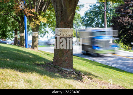 ROW OF TREES WITH STICKY TRAPS FOR SPOTTED LANTERNFLY (LYCORMA DELICATULA) WITH VEHICLES STREAKING PAST ON THE ROAD, PENNSYLVANIA Stock Photo