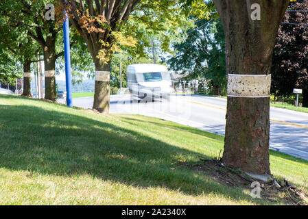 ROW OF TREES WITH STICKY TRAPS FOR SPOTTED LANTERNFLY (LYCORMA DELICATULA) WITH VEHICLES STREAKING PAST ON THE ROAD, PENNSYLVANIA Stock Photo