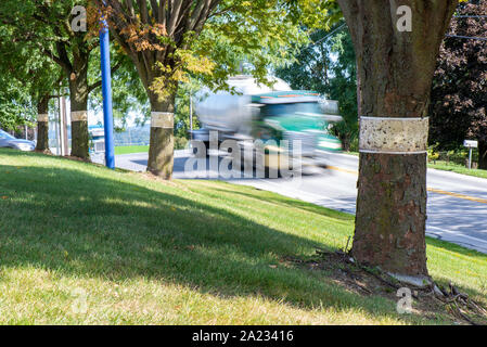 ROW OF TREES WITH STICKY TRAPS FOR SPOTTED LANTERNFLY (LYCORMA DELICATULA) WITH VEHICLES STREAKING PAST ON THE ROAD, PENNSYLVANIA Stock Photo