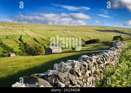 Sunset on green pastures of Walden Beck valley at Walden Yorkshire Dales National Park with drystone walls and stone barns Stock Photo