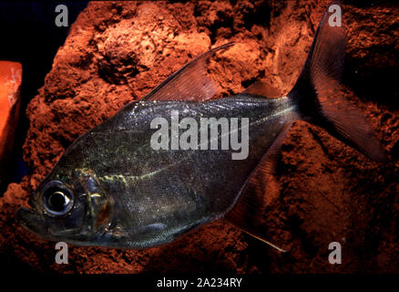 wimple piranha (Catoprion mento Stock Photo - Alamy