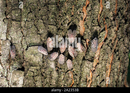 MATING PAIR OF SPOTTED LANTERNFLY (LYCORMA DELICATULA) ADULTS ON MAPLE (ACER SP.) TREE, PENNSYLVANIA Stock Photo