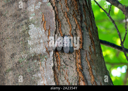 MATING PAIR OF SPOTTED LANTERNFLY (LYCORMA DELICATULA) ADULTS ON MAPLE (ACER SP.) TREE, PENNSYLVANIA Stock Photo