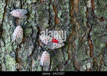 GROUP OF SPOTTED LANTERNFLY (LYCORMA DELICATULA) ADULTS DISPLAYING COURTSHIP BEHAVIOR ON MAPLE (ACER SP.) TREE, PENNSYLVANIA Stock Photo