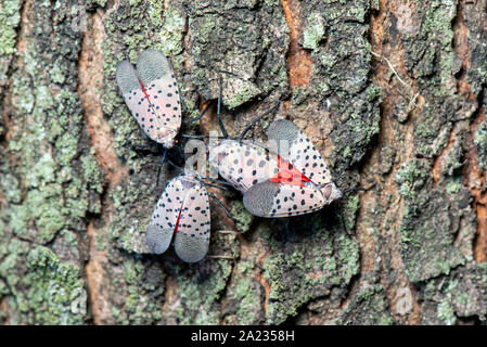 GROUP OF SPOTTED LANTERNFLY (LYCORMA DELICATULA) ADULTS DISPLAYING COURTSHIP BEHAVIOR ON MAPLE (ACER SP.) TREE, PENNSYLVANIA Stock Photo