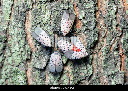 GROUP OF SPOTTED LANTERNFLY (LYCORMA DELICATULA) ADULTS DISPLAYING COURTSHIP BEHAVIOR ON MAPLE (ACER SP.) TREE, PENNSYLVANIA Stock Photo