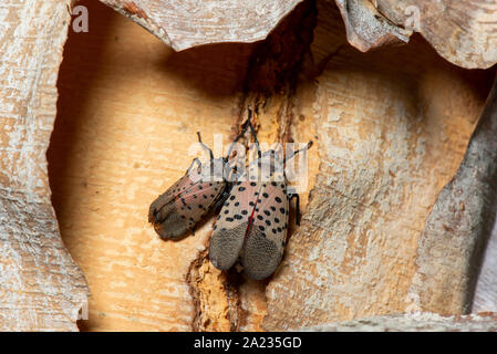 MATING PAIR OF SPOTTED LANTERNFLY (LYCORMA DELICATULA) ADULTS SHOWING COURTSHIP BEHAVIOR ON RIVER BIRCH (BETULA NIGRA) TREE, PENNSYLVANIA Stock Photo