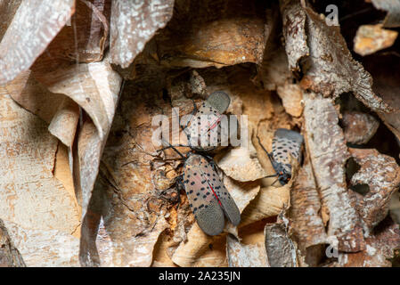 MATING PAIR OF SPOTTED LANTERNFLY (LYCORMA DELICATULA) ADULTS SHOWING COURTSHIP BEHAVIOR ON RIVER BIRCH (BETULA NIGRA) TREE, PENNSYLVANIA Stock Photo