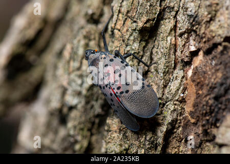 SPOTTED LANTERNFLY (LYCORMA DELICATULA) MATURE ADULT ON TREE BARK, PENNSYLVANIA Stock Photo