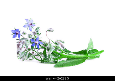 Borage isolated on white. Borage fresh plant with blue flowers (Borago officinalis). Stock Photo