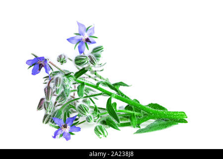 Borage on white background. Borage green plant with blue flowers (Borago officinalis). Stock Photo