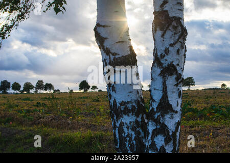 sun shining behind twin birch tree through clouds in rural german landscape Stock Photo