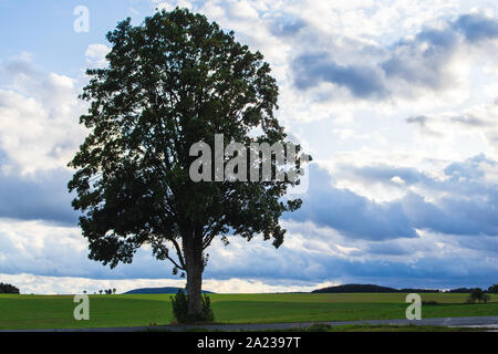 single tree in the field in front of cloud sky Stock Photo