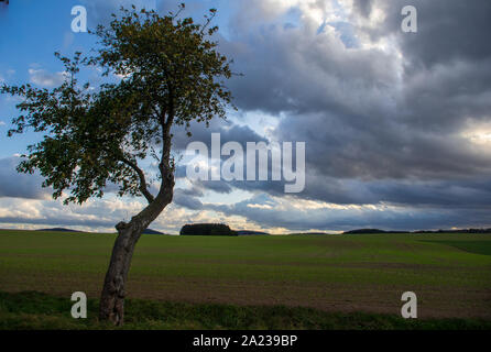 single slant tree in the field in front of cloud sky Stock Photo