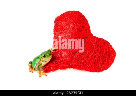 Cute frog heart valentine. Valentines Day. Romantic concept. Stock Photo