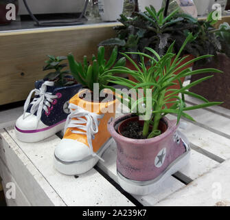 Worcester, England, United Kingdom, 29/09/2019, Selection of Cacti and Succulents on a floral display for sale. Displayed in some ceramic trainers for. Stock Photo