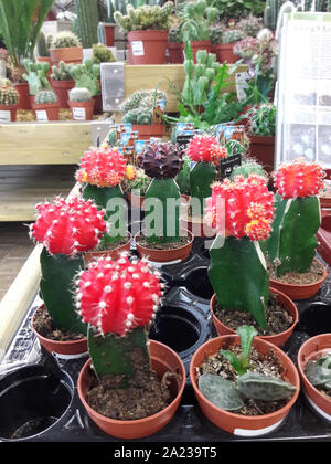 Worcester, England, United Kingdom, 29/09/2019, Selection of Cacti and Succulents on a floral display for sale. Stock Photo