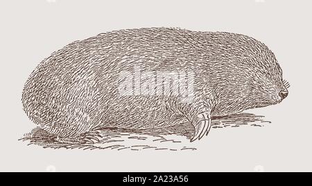Threatened golden mole from south africa in side view lying on the ground. Illustration after an engraving from the 19th century Stock Vector