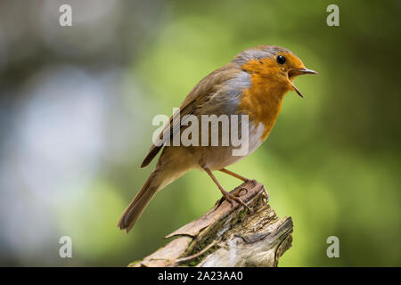 European Robin (Erithacus rubecula) perched on a log and singing Stock Photo