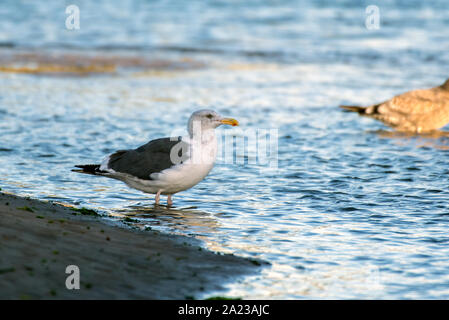 Southern California Seagulls roosting along the sandy shore of the beach as morning light illuminates the bird standing in water. Stock Photo
