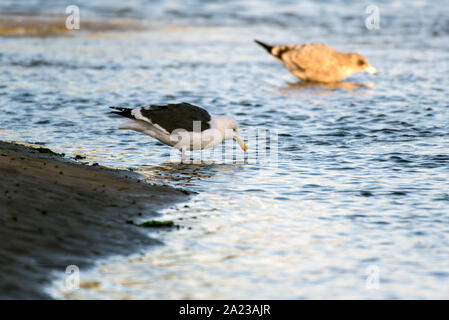 Southern California Seagulls roosting along the sandy shore of the beach as morning light illuminates the water while foraging in the shallow water. Stock Photo