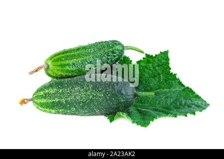 Cucumbers with leaf. Small unripe cucumbers or gherkins isolated on white background. Stock Photo