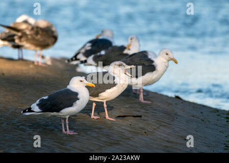 Southern California Seagulls roosting along the sandy shore of the beach as morning light illuminates the water with mouth wide open Stock Photo