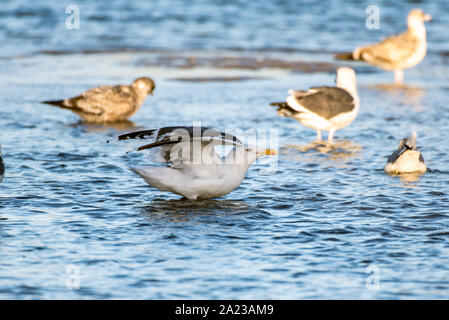 Southern California Seagulls roosting along the sandy shore of the beach and settling into the shallow water. Stock Photo