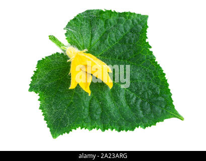 Cucumber leaf with yellow flower of cucumber plants on white Stock Photo