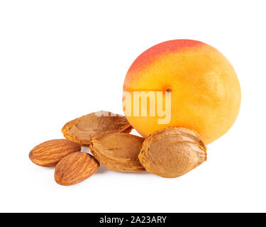 Apricot kernel oil and apricot kernels isolated on the white background ...