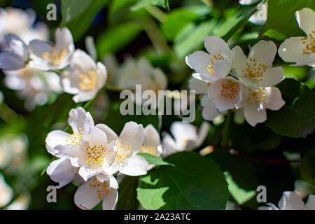 Closeup of Sweet mock-orange (Philadelphus coronarius) flowers in mild evening summer sunlight. Nature background with English dogwood flowers. Stock Photo