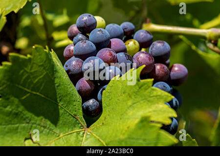 red grapes ready to eat or pressing for wine Stock Photo