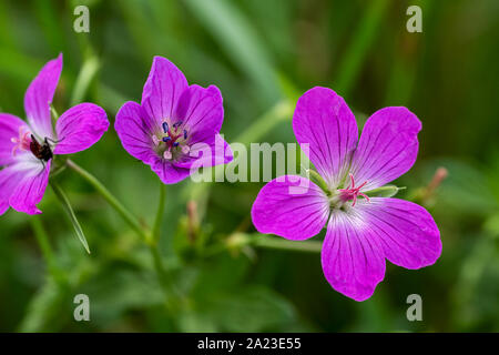 three blossoms of a wood geranium, cranesbill Stock Photo