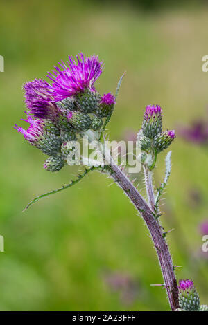 Purple flowers of Marsh thistle, cirsium palustre Stock Photo