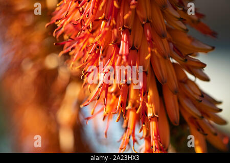 Aloe Flowers Stock Photo