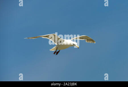 Large seagull in flight isolated against a deep blue sky with space for copy Stock Photo