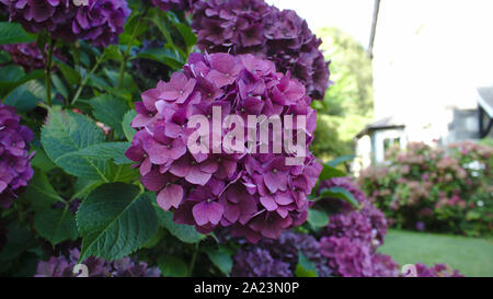 Flower Stock Photo