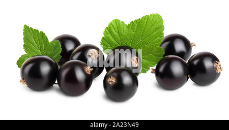 black currant with leaf isolated on white background. Stock Photo