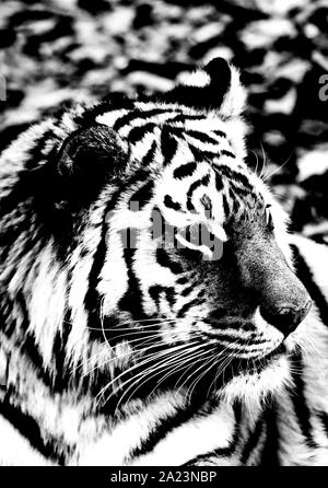 Portrait of Siberian o Amur tiger(Panthera tigris altaica) Stock Photo
