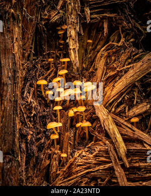 Small Orange Mushrooms on a Log (Mycena leaiana) Stock Photo