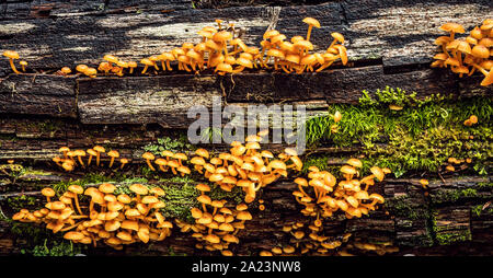 group of Small Orange Mushrooms on a Log (Mycena leaiana) Stock Photo