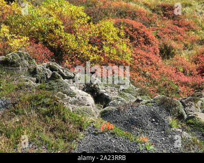 Autumn coloured foliage and vegetation covers the volcanic landscape at Almannagja Gorge, Thingvellir National Park, October 2019 Stock Photo