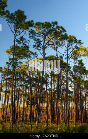 Slash pine woodland, St. Marks National Wildlife Refuge, Florida, USA Stock Photo