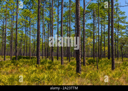 Saw palmetto in the understory of a Long leaf pine woodland, Ochlockonee River State Park, Florida, USA Stock Photo