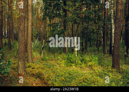 Forest and Crosses at Mass Grave in Kurapaty, near Minsk, Belarus. Place of Mass Executions During Great Purge by NKVD Stock Photo