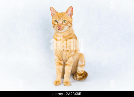 Sitting ginger tom cat on white background Stock Photo